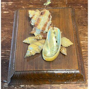 Decorative Vintage Seashell Display On Wooden Base